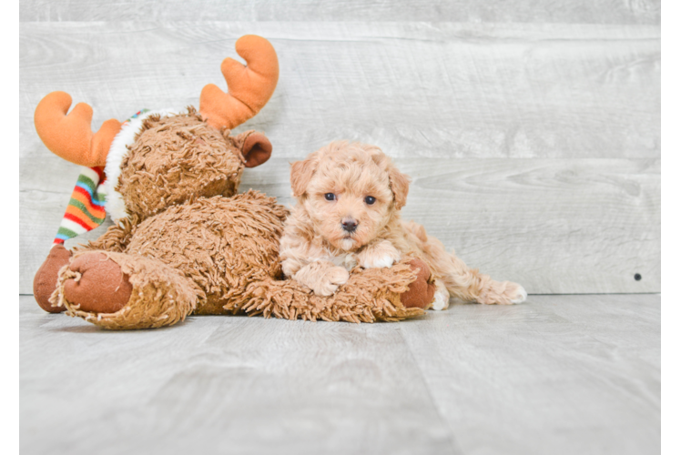 Maltipoo Puppy for Adoption