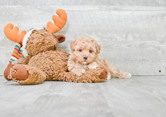 Maltipoo Puppy for Adoption