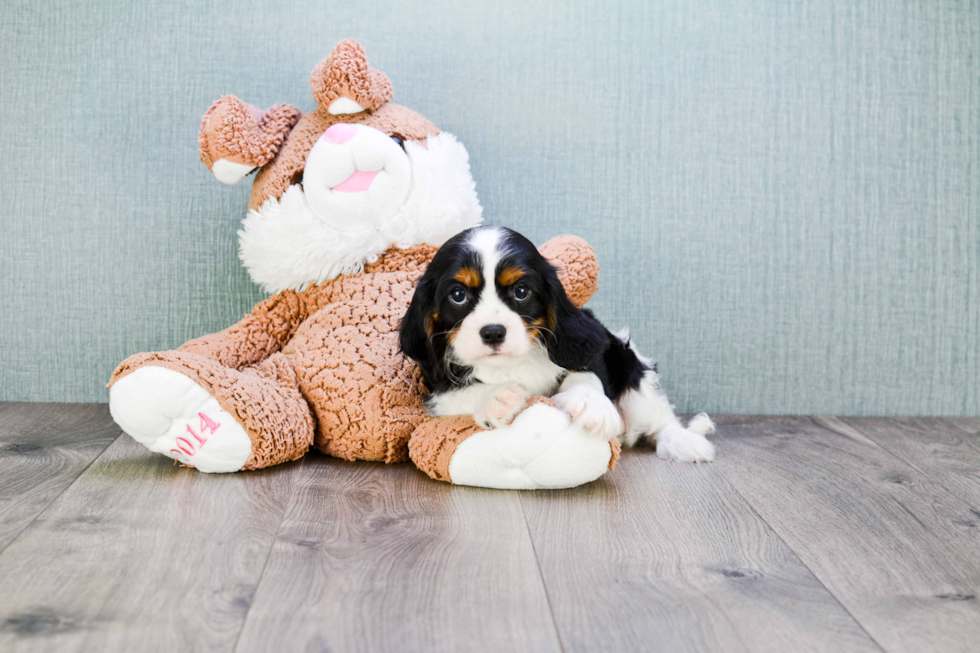 Cavalier King Charles Spaniel Puppy for Adoption