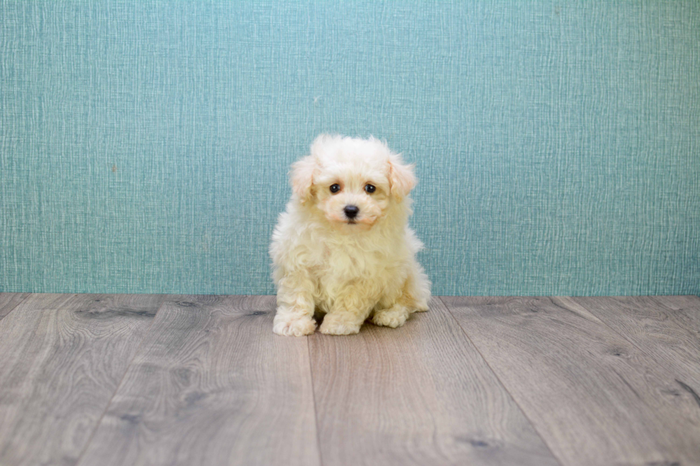 Best Maltipoo Baby