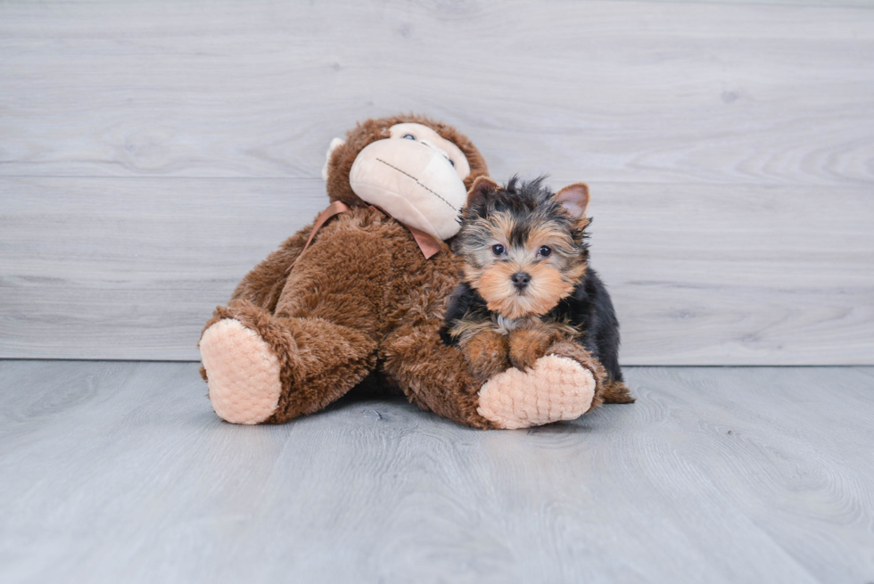 Meet Joey - our Yorkshire Terrier Puppy Photo 
