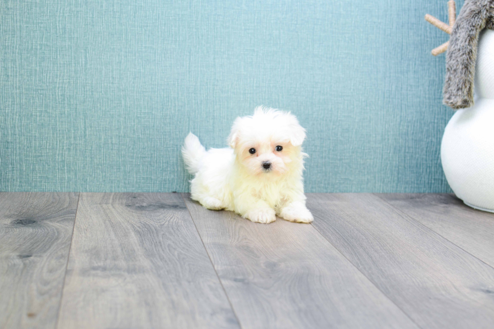 Meet Microteacup-Diamond  - our Maltese Puppy Photo 
