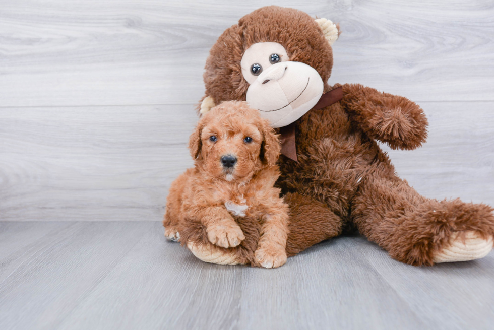 Happy Mini Goldendoodle Baby