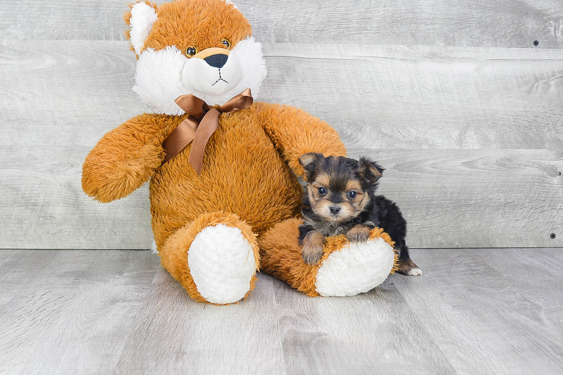 Funny Morkie Designer Pup