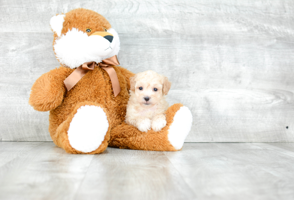 Maltipoo Pup Being Cute