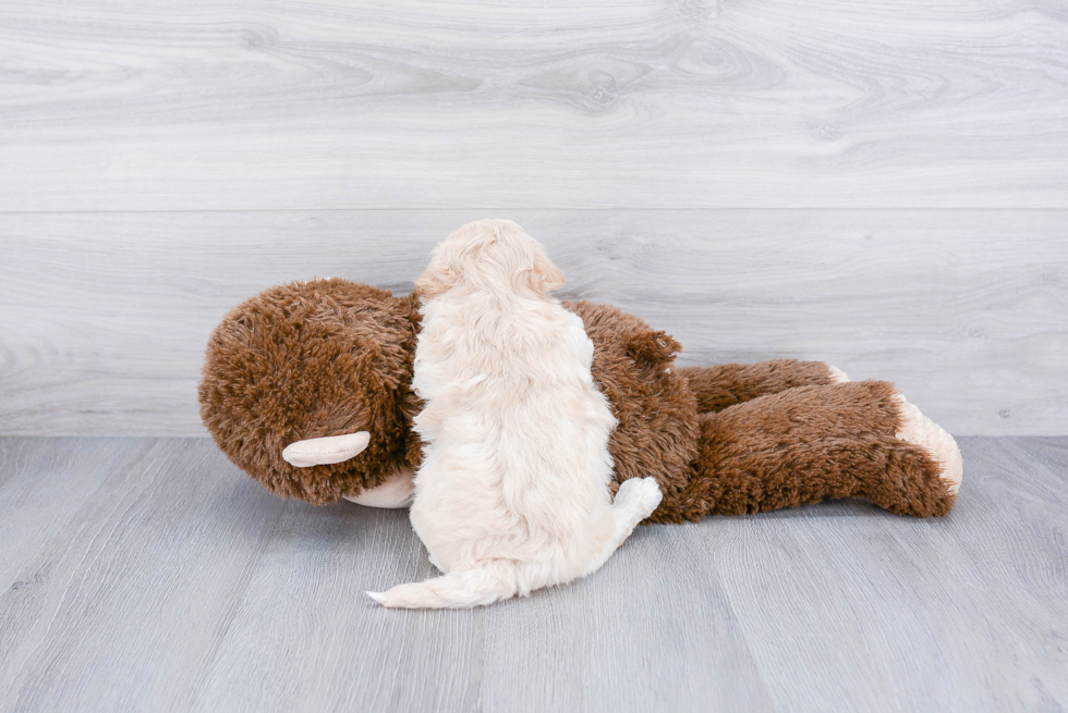 Smart Maltipoo Poodle Mix Pup