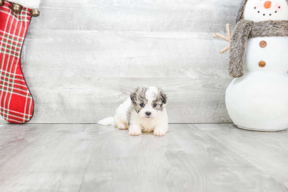 Teddy Bear Pup Being Cute