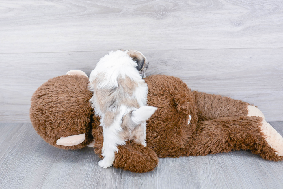 Teddy Bear Pup Being Cute