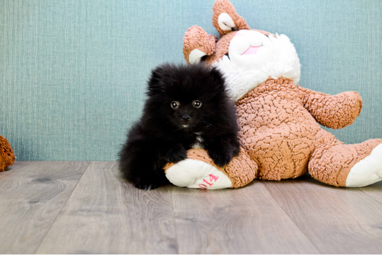 Energetic Pomeranian Purebred Puppy