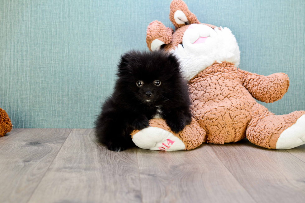 Energetic Pomeranian Purebred Puppy