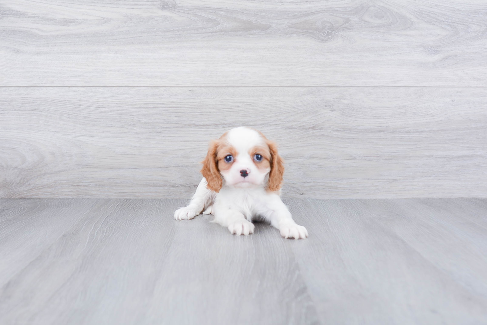 Cavalier King Charles Spaniel Pup Being Cute