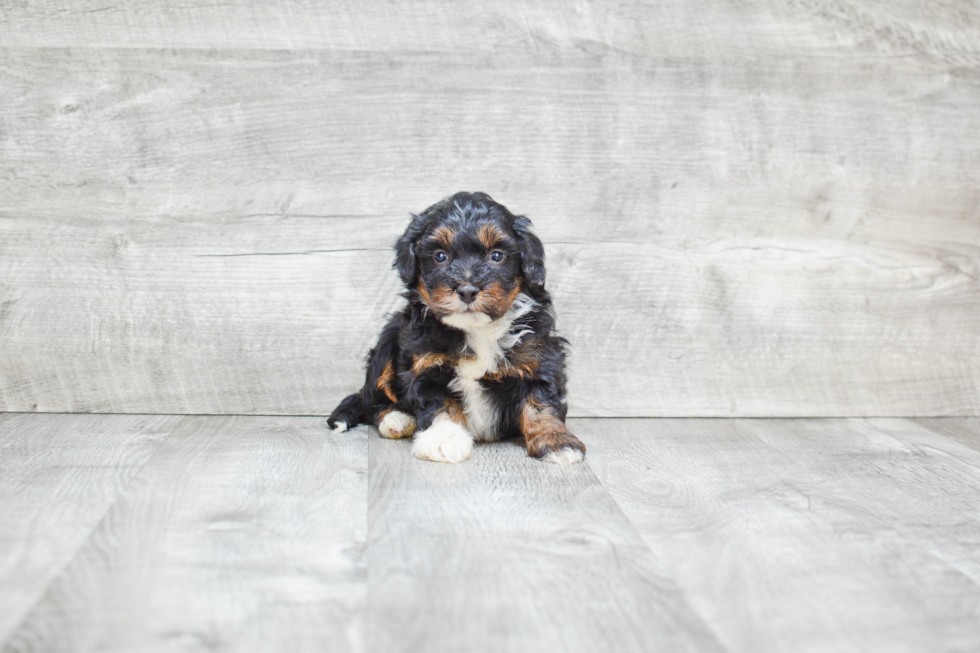 Mini Bernedoodle Puppy for Adoption