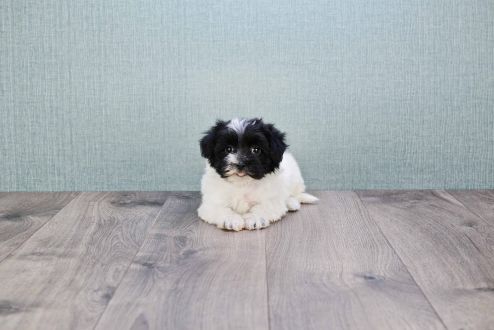 Cute Maltipoo Baby