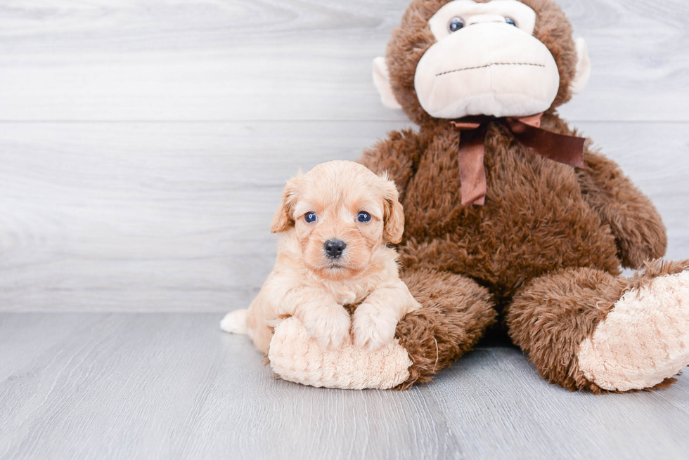 Best Cavapoo Baby