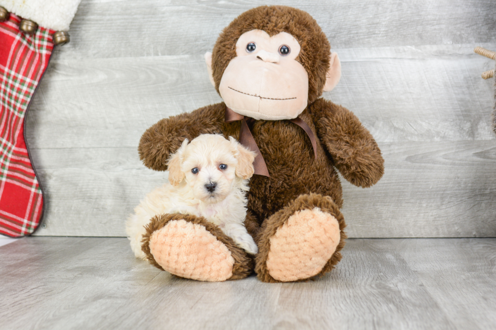 Adorable Maltese Poodle Poodle Mix Puppy