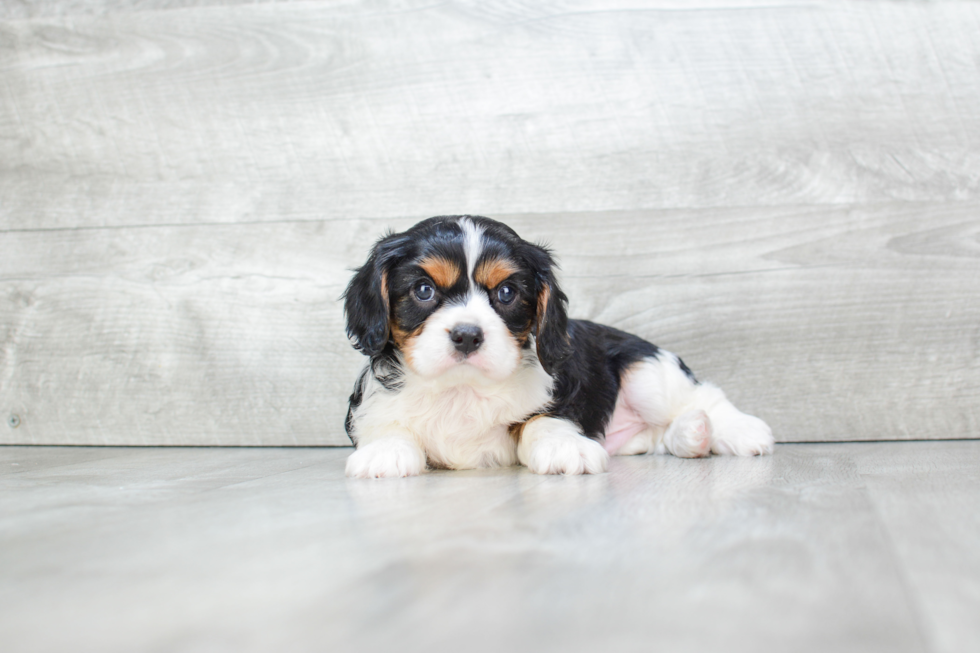 Cavalier King Charles Spaniel Pup Being Cute