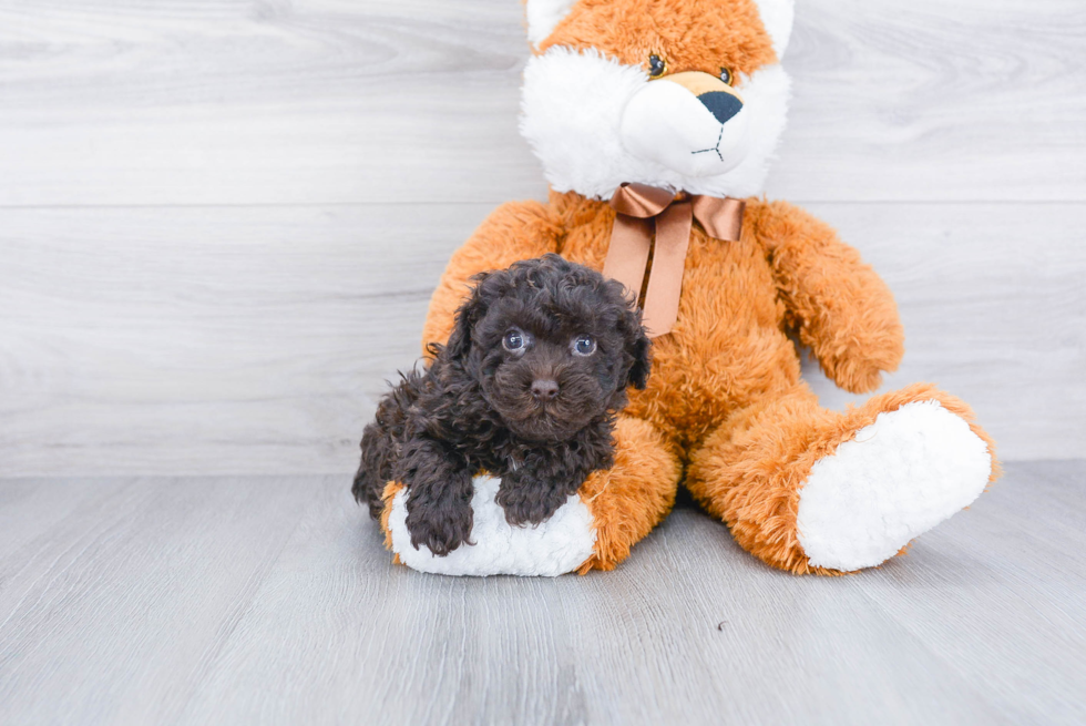 Energetic Pudle Purebred Puppy