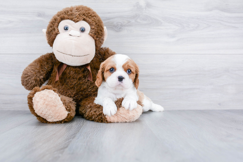 Best Cavalier King Charles Spaniel Baby