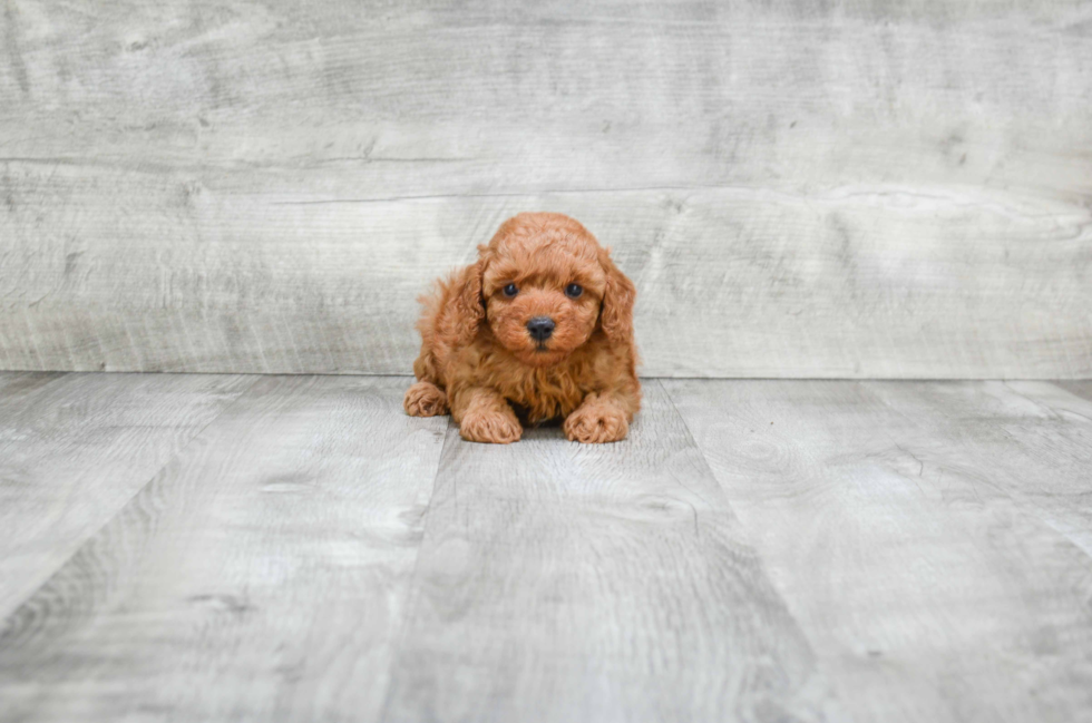 Cavapoo Puppy for Adoption