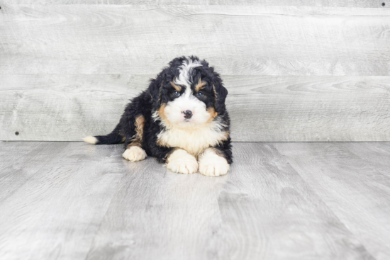 Best Mini Bernedoodle Baby