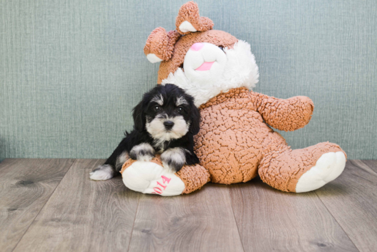 Mini Schnauzer Pup Being Cute