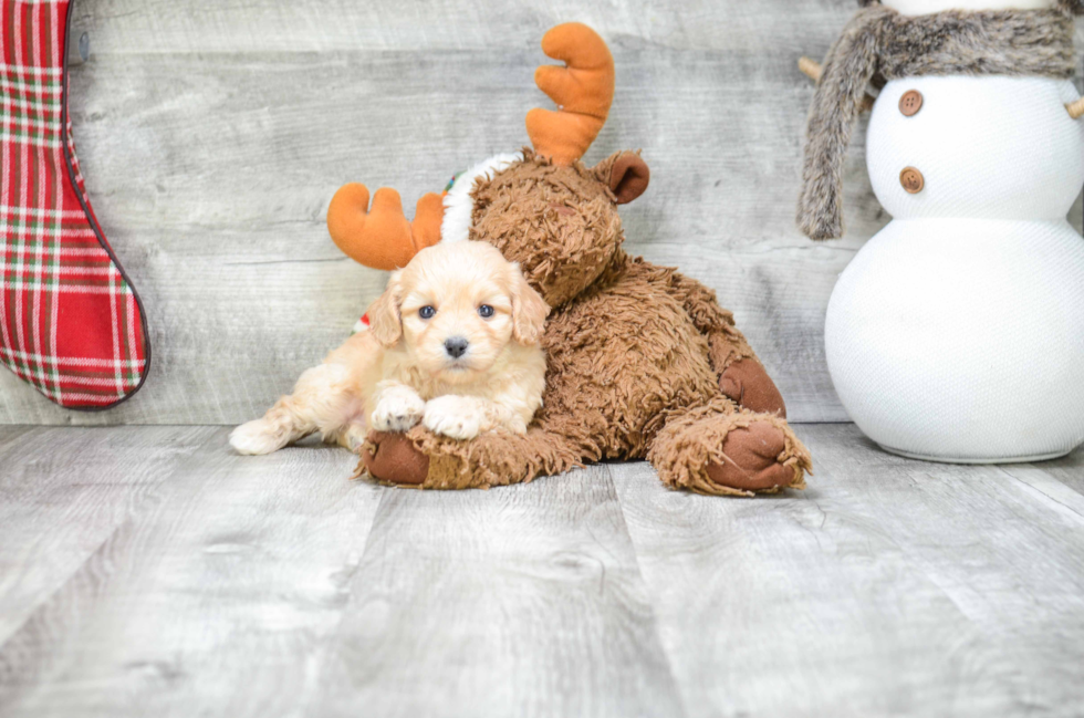 Best Cavachon Baby