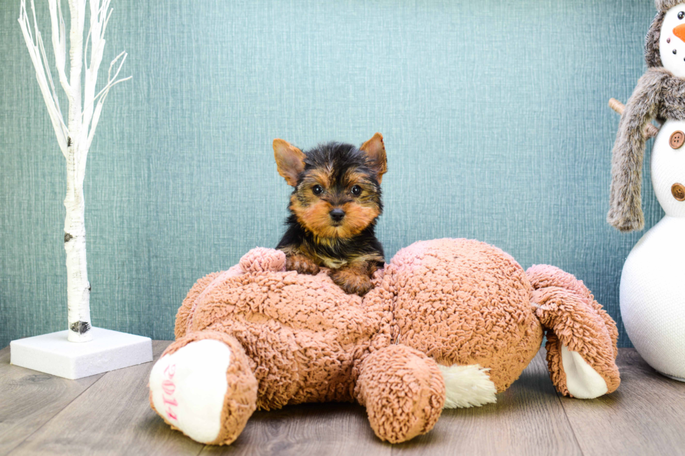 Meet Microteacup-Tinkerbell - our Yorkshire Terrier Puppy Photo 