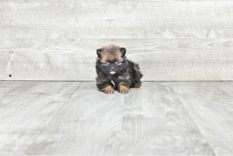 Petite Pomeranian Purebred Puppy