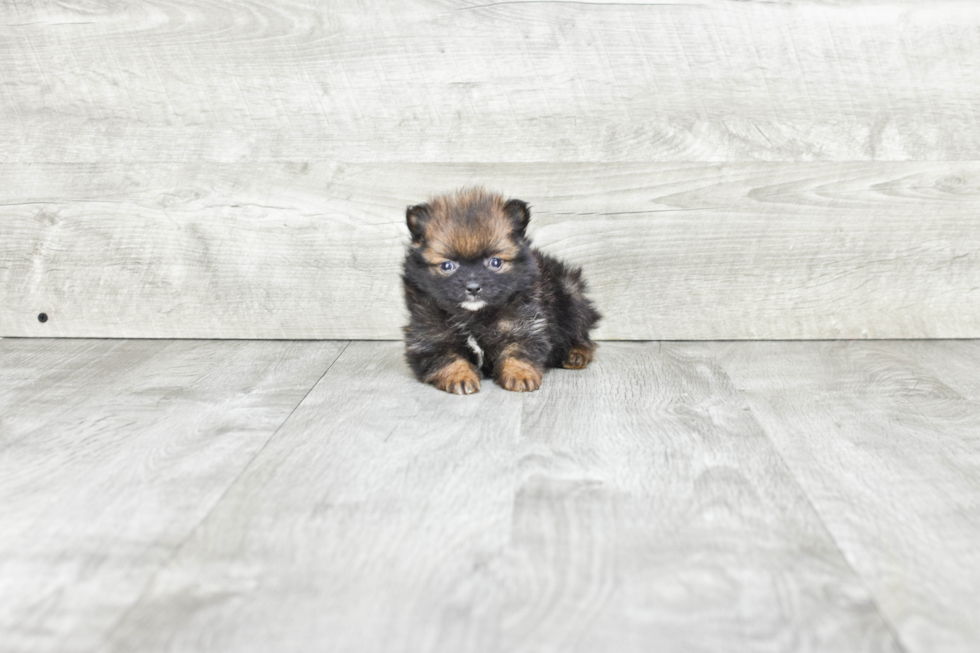 Petite Pomeranian Purebred Puppy