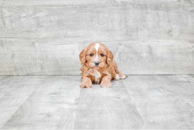 Hypoallergenic Cavoodle Poodle Mix Puppy