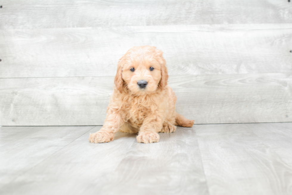 Adorable Golden Retriever Poodle Mix Puppy