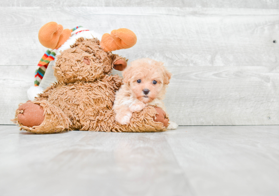 Maltipoo Puppy for Adoption