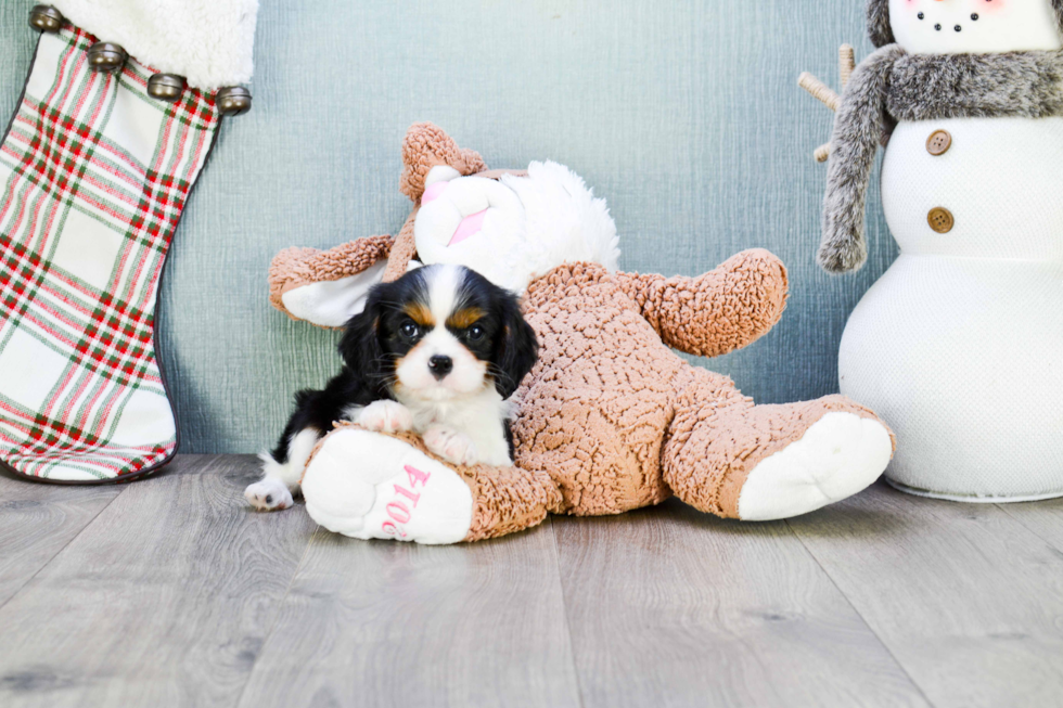 Cavalier King Charles Spaniel Pup Being Cute