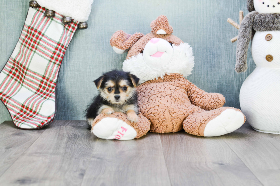 Morkie Pup Being Cute