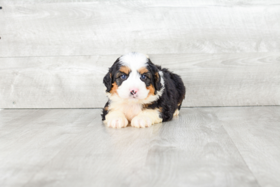 Small Mini Bernedoodle Baby