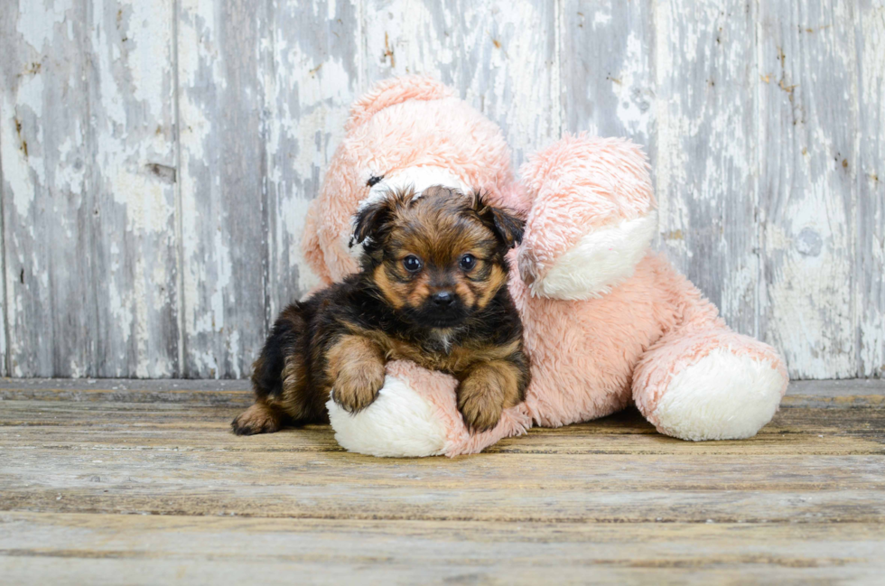 Yorkie Pom Pup Being Cute