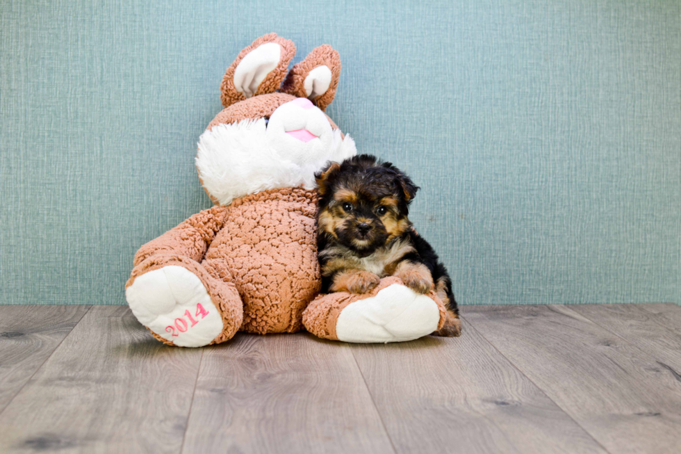 Cute Morkie Baby