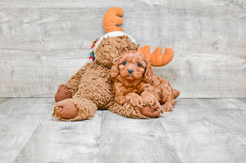 Cavapoo Pup Being Cute