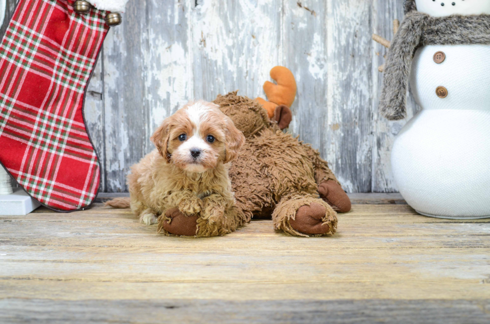 Petite Cavapoo Poodle Mix Pup