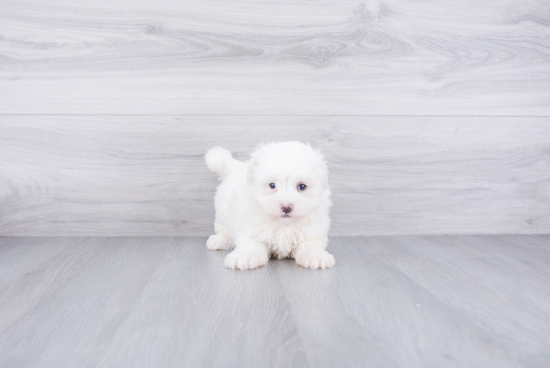 Maltese Puppy for Adoption