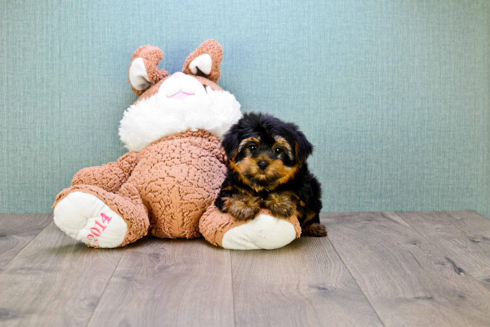 Meet Snickers - our Yorkshire Terrier Puppy Photo 