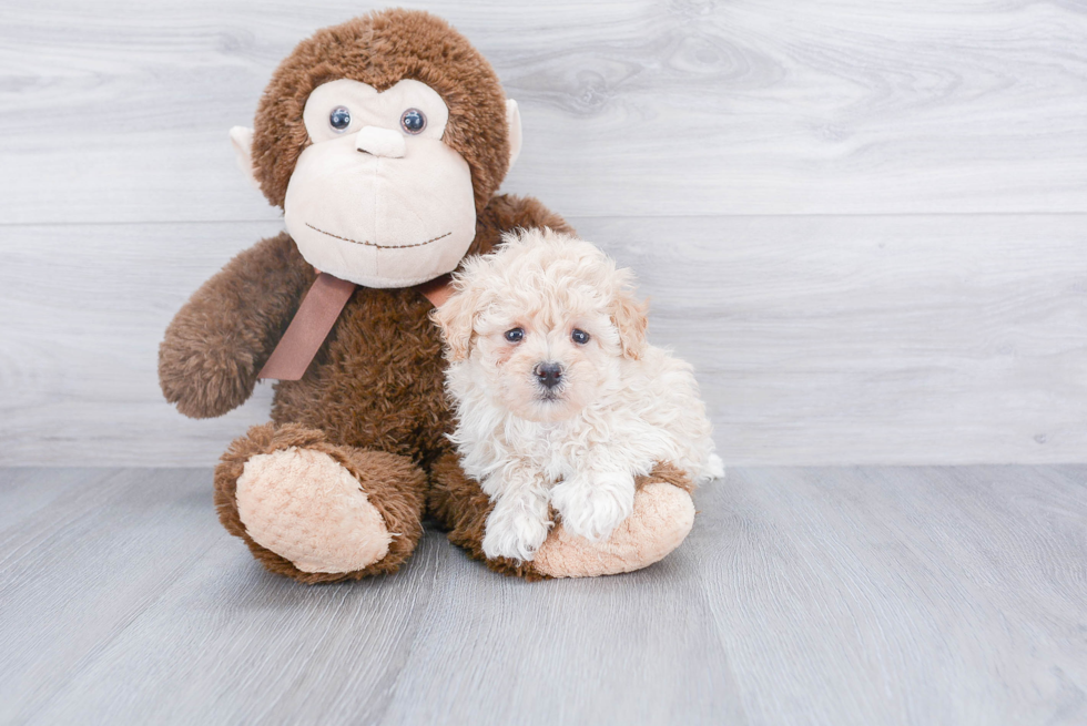 Maltipoo Pup Being Cute