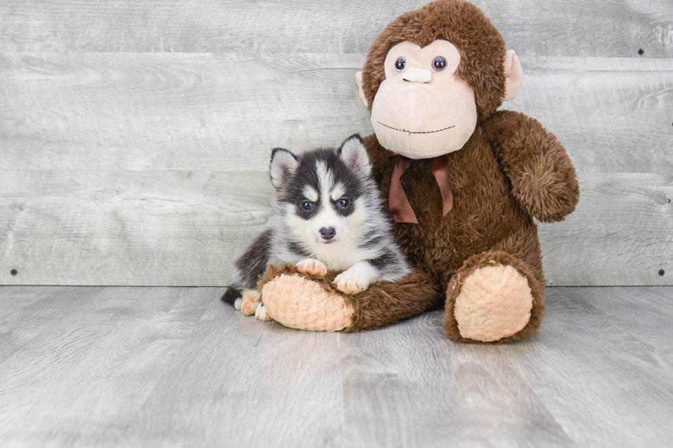 Best Pomsky Baby