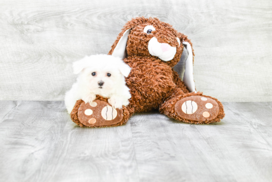 Maltese Pup Being Cute