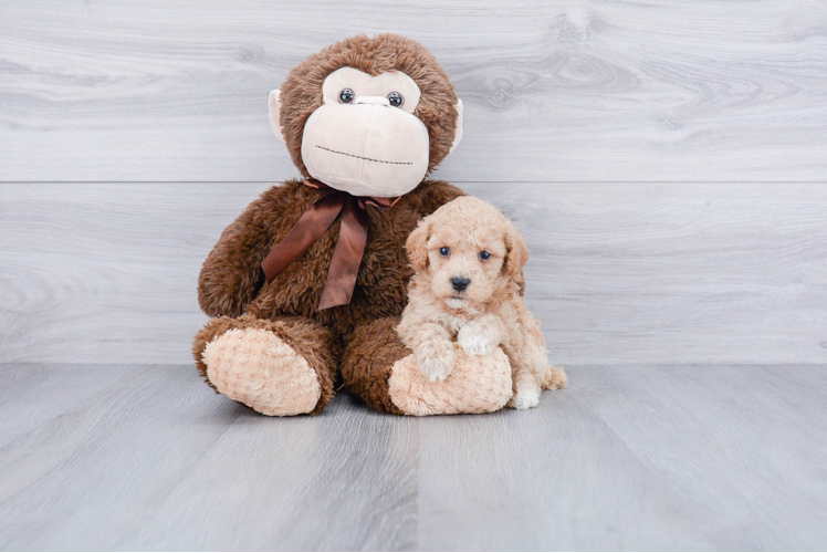 Fluffy Maltipoo Poodle Mix Pup