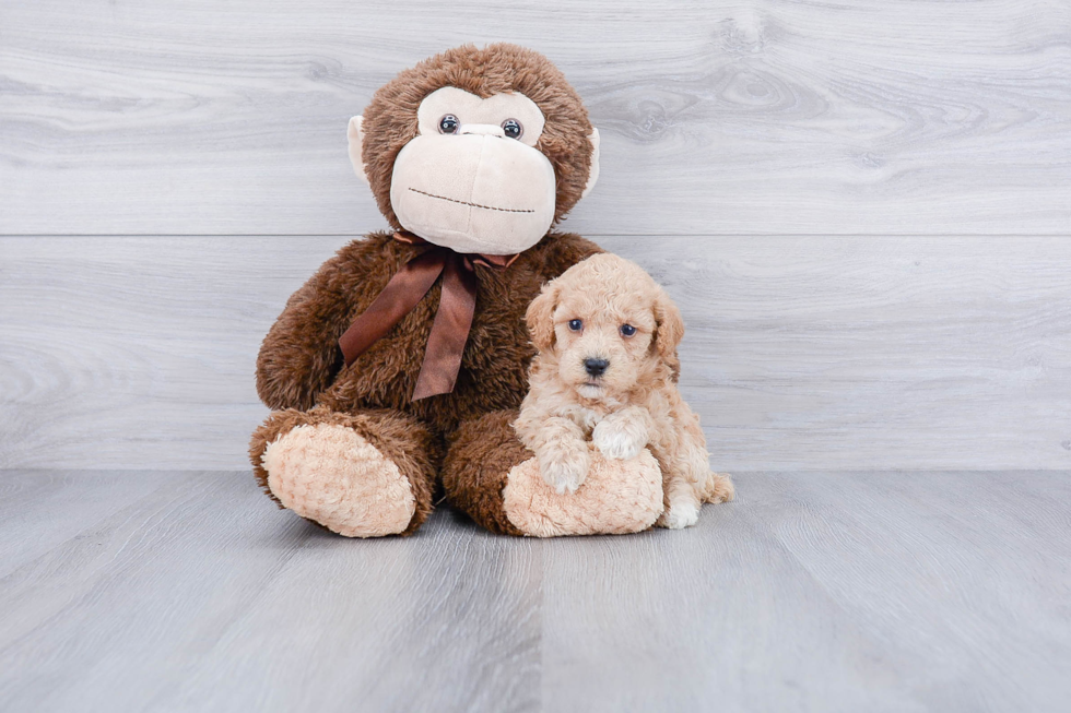 Fluffy Maltipoo Poodle Mix Pup