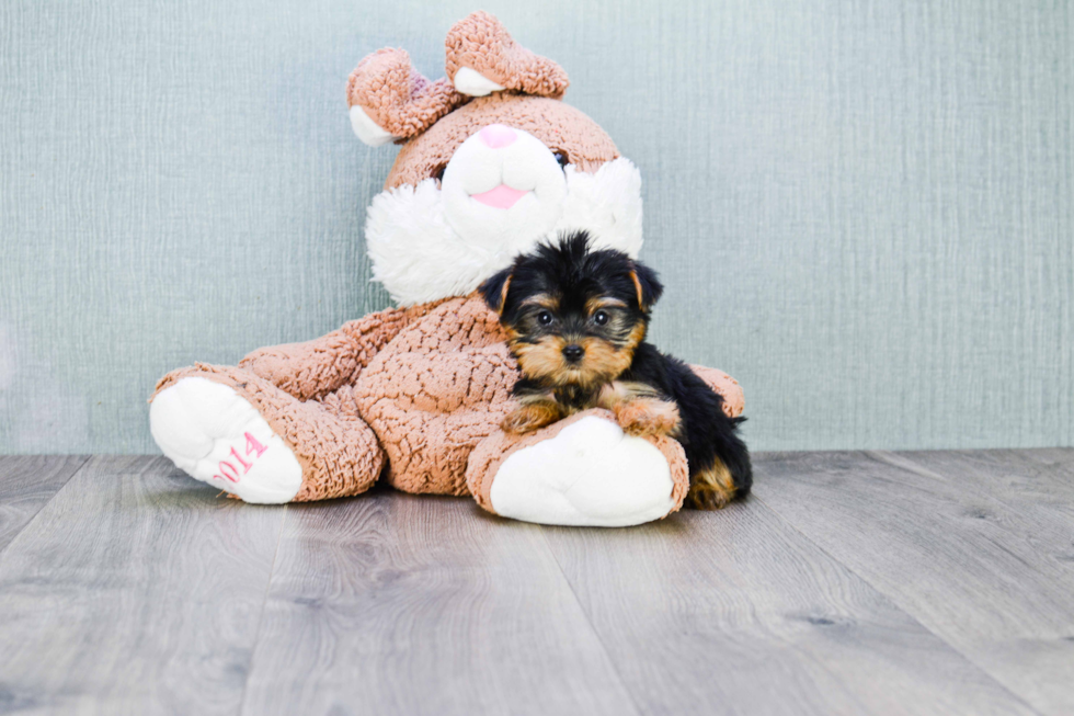 Meet Nugget - our Yorkshire Terrier Puppy Photo 