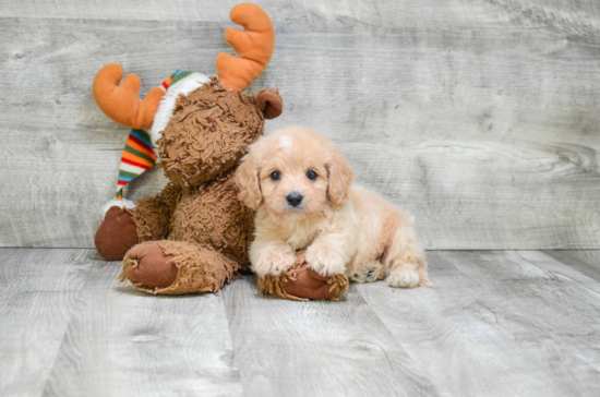 Cavapoo Puppy for Adoption