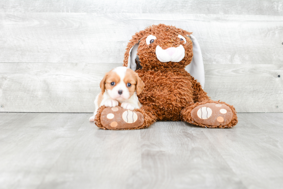 Playful Cavalier King Charles Spaniel Purebred Pup