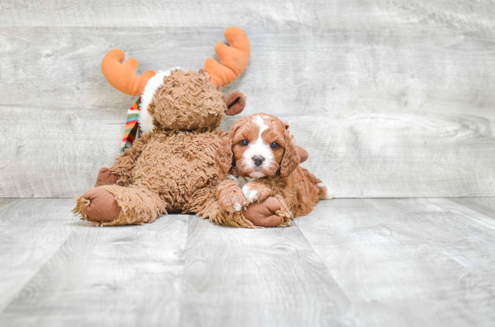 Cavapoo Puppy for Adoption